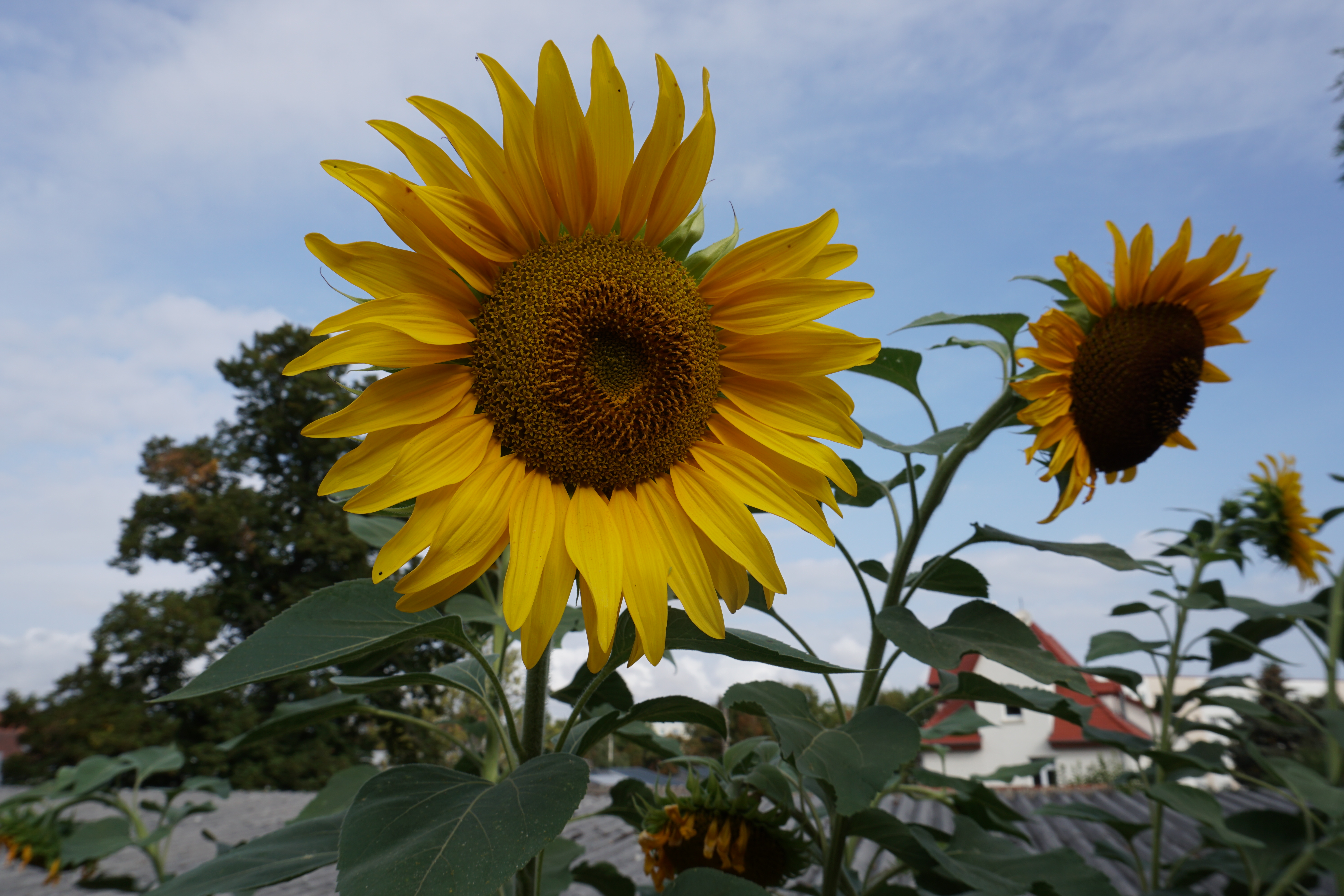 Johannes-Falk-Projekt